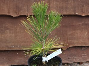 Pinus thunbergii 'Ogon'-0