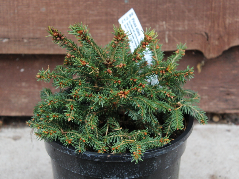 Picea abies 'Ohlendorfii'-0