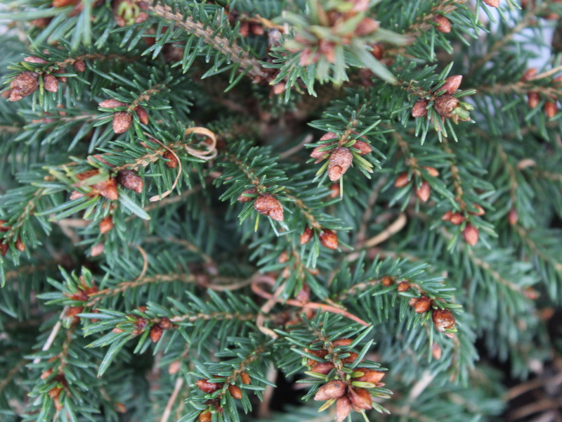 Picea abies 'Ohlendorfii'-22863