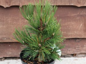Pinus leucodermis 'Pirin'-0