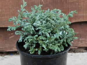 Chamaecyparis pisifera 'Pom Pom'-0