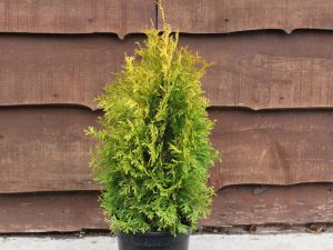 Thuja occidentalis 'Sunny Smaragd'-0