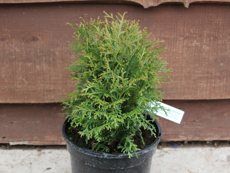Thuja occidentalis 'Tiny Tim'-0