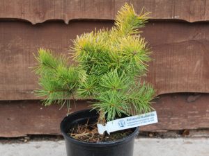 Pinus sylvestris 'Trollguld'-0