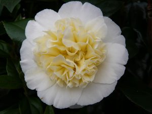 Camellia japonica 'Brushfield's Yellow' (10 litre)-0