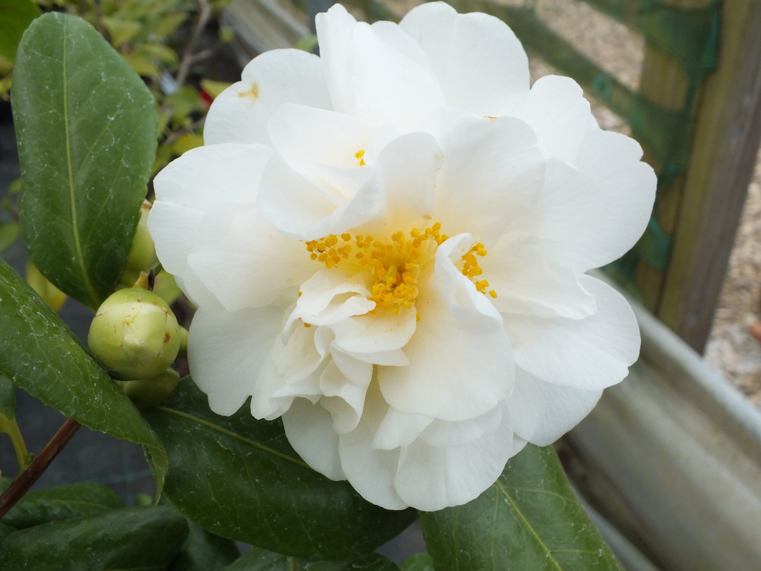 Camellia japonica 'Silver Anniversary' (10 litre)-0