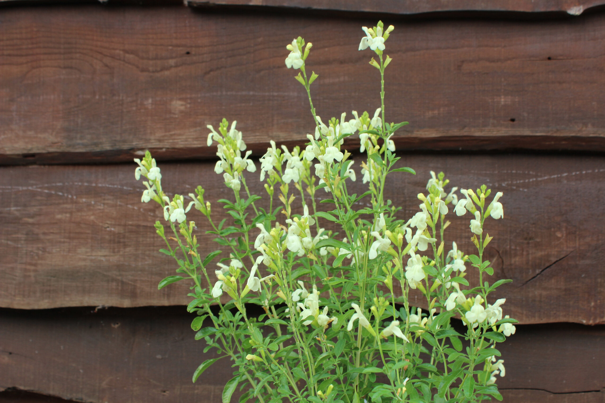 Salvia 'Clotted Cream'-23369
