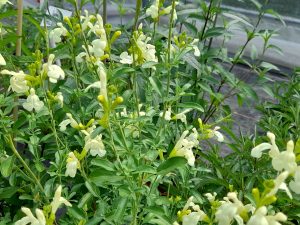 Salvia 'Clotted Cream'-0