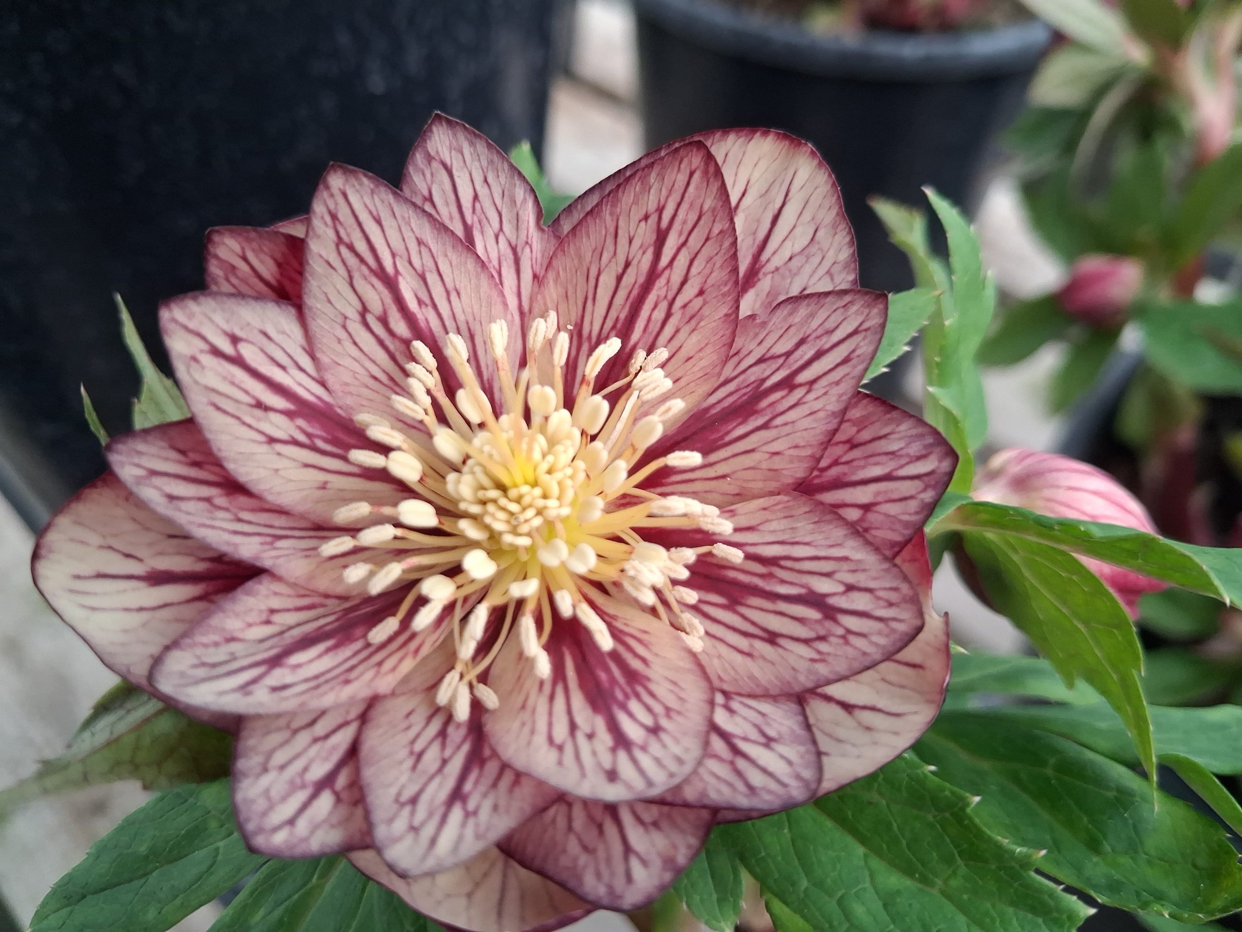 Helleborus x hybridus (Ashwood Evolution Group) Double 'Neon' shades