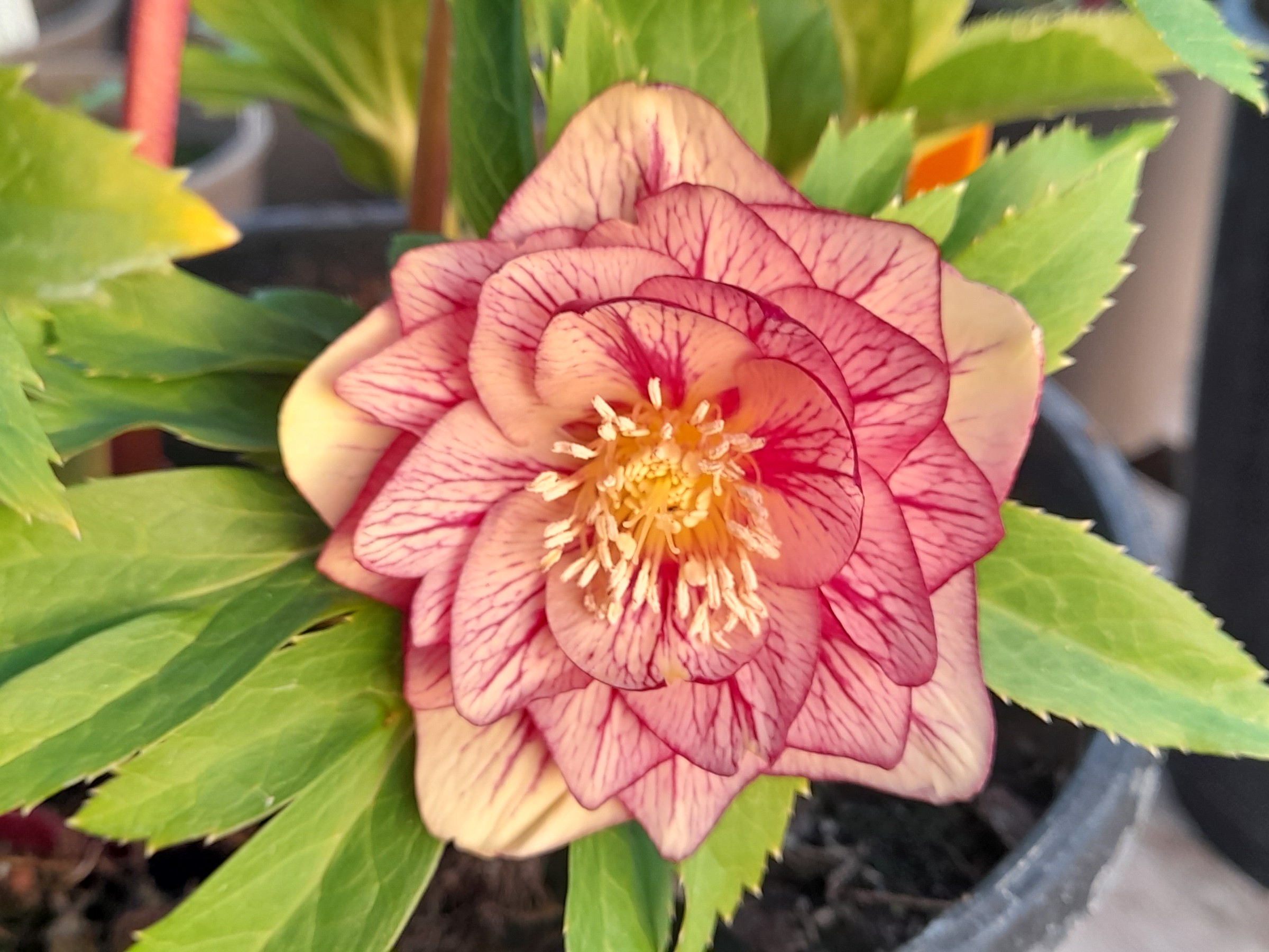 Helleborus x hybridus (Ashwood Evolution Group) Double 'Neon' shades