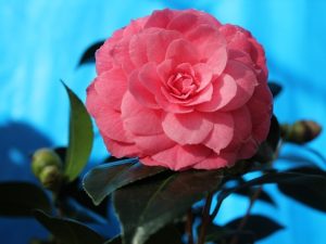 Camellia japonica 'April Kiss'-0