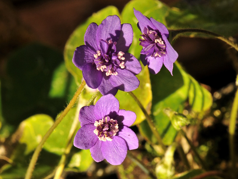Hepatica nobilis Semi-Double Blue-0