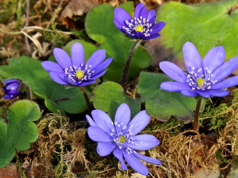 Hepatica transsilvanica ex 'Ada Scott'-0