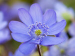 Hepaticas