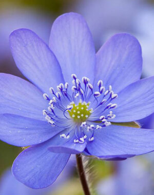 Hepaticas