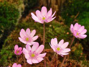 Hepatica transsilvanica ex 'Schwanensee'-0