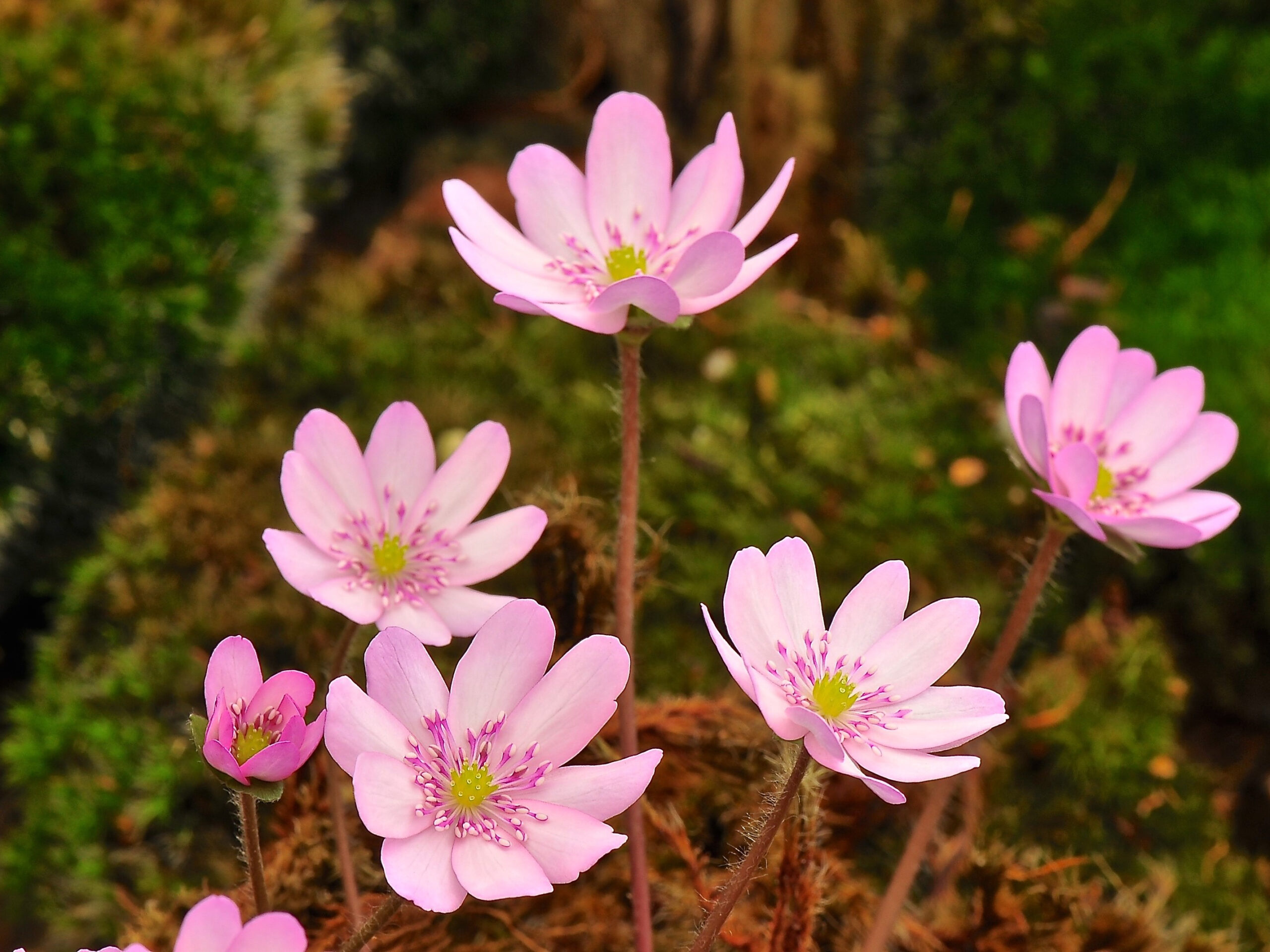 Hepatica transsilvanica ex 'Schwanensee'-0