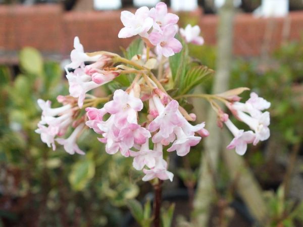 Viburnum x bodnantense 'Charles Lamont' 10L-0