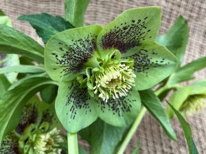 Helleborus x hybridus (Ashwood Garden Hybrids) Anemone form Green Shades spotted-0