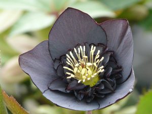 Helleborus x hybridus (Ashwood Garden Hybrids) Anemone form black 7.5L Pot-0