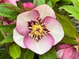 Helleborus x hybridus (Ashwood Evolution Group) Single Pink shades with red flush & red nectaries-0