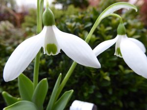 Galanthus elwesii var. monostictus 'J.S. Bach'-0