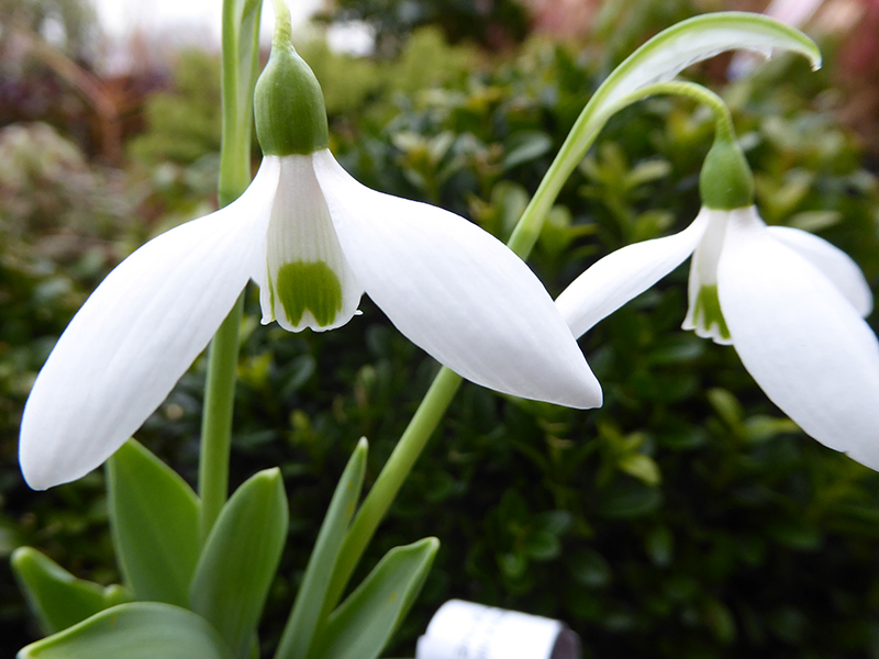 Galanthus elwesii var. monostictus 'J.S. Bach'-0
