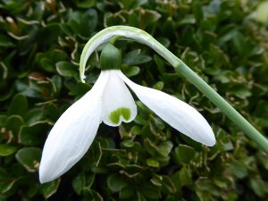 Galanthus elwesii var. monostictus 'Vivaldi'-0