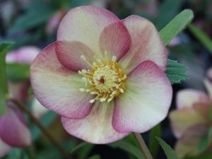 Helleborus x hybridus (Ashwood Evolution Group) Daybreak shades Ashwood daybreak shades 5L-23045