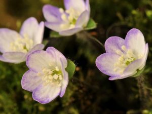 Hepatica nobilis 'Louise'-0