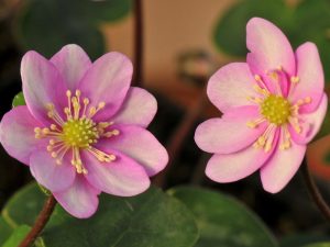 Hepatica nobilis Pink Bicolour Group-0