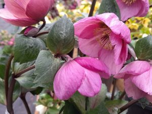Helleborus x hybridus (Atlas Group)-0