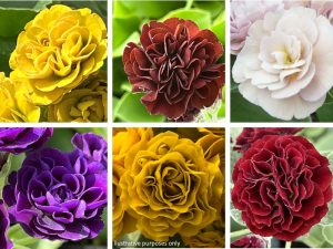 A Collection of Mixed Named Double Primula auriculas (3 plants)