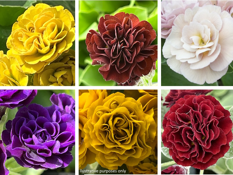 A Collection of Mixed Named Double Primula auriculas (3 plants)