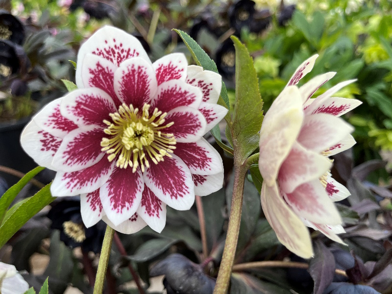 Helleborus x hybridus (Ashwood Garden Hybrids) Double white blotched-23055