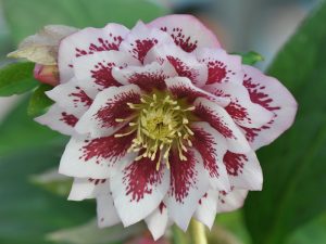 Helleborus x hybridus (Ashwood Garden Hybrids) Double white blotched-0