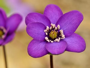 Hepatica japonica var. pubescens x H. transsilvanica (H. x euroasiatica)-0