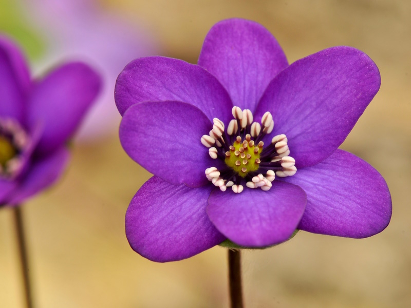 Hepatica japonica var. pubescens x H. transsilvanica (H. x euroasiatica)-0