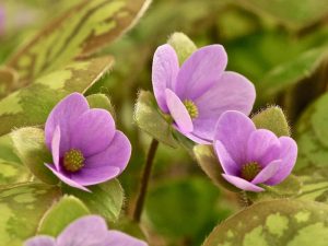 Hepatica americana 'Lavender Lady'-0