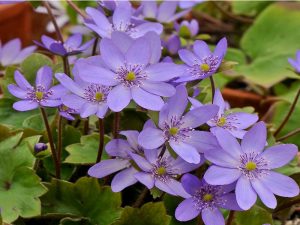 Hepatica transsilvanica x H. yamatutai-0