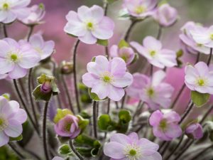 Hepatica x schlyteri Ashwood Pale Pink Shades-0