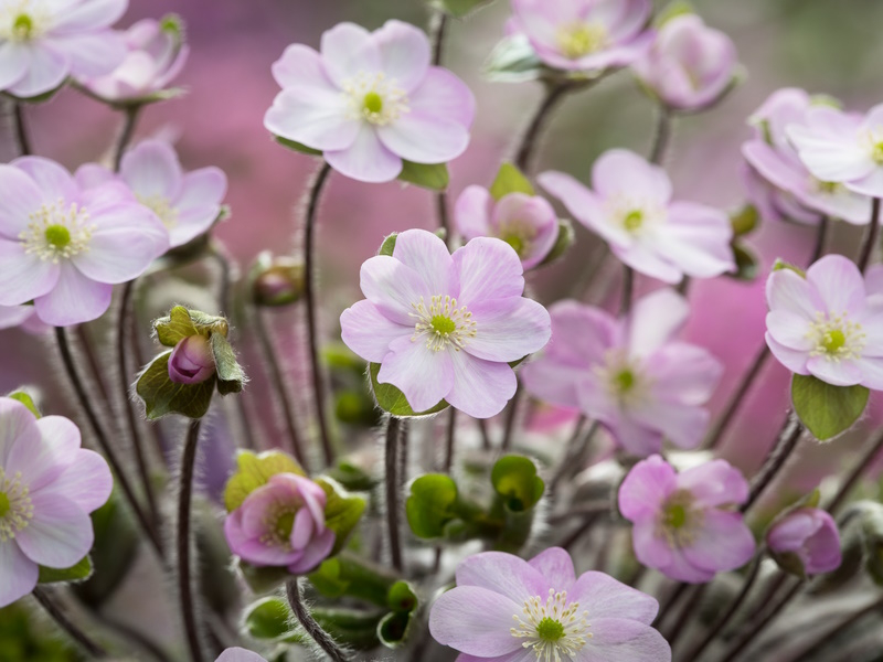 Hepatica x schlyteri Ashwood Pale Pink Shades-0