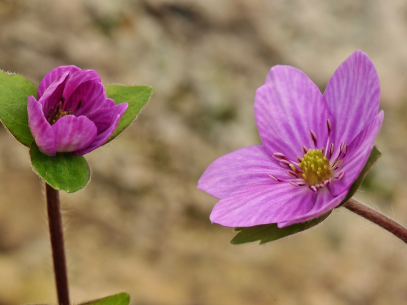 Hepatica yamatutai x H. japonica var. nipponica f. magna-0
