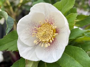 Helleborus x hybridus (Ashwood Evolution Group) Ivory shades with golden nectaries red flush spotted-0