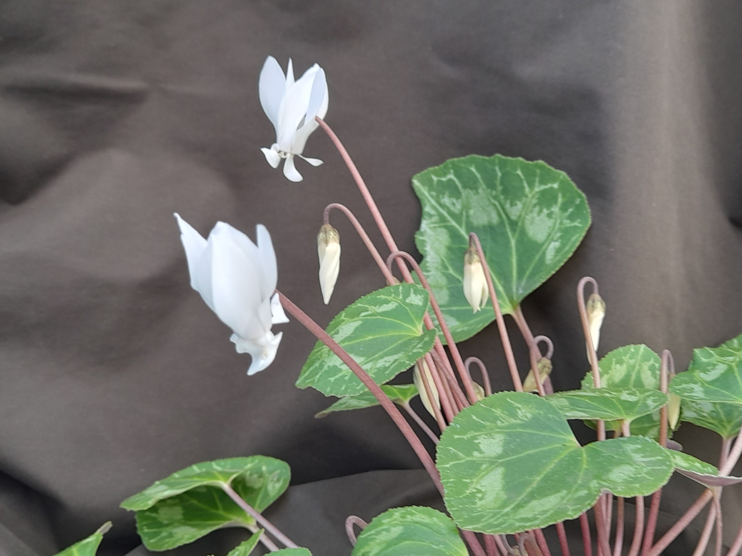 Cyclamen persicum Double Form-0