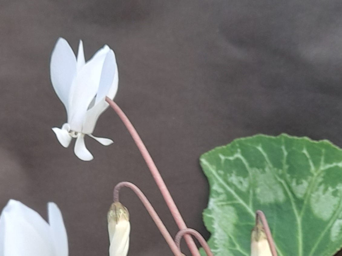 Cyclamen persicum Double Form-23100