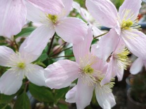 Clematis montana 'Rubens'