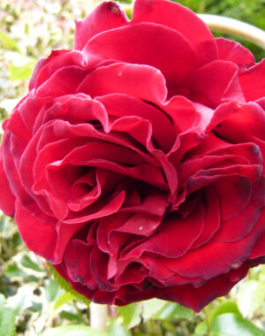 Roses