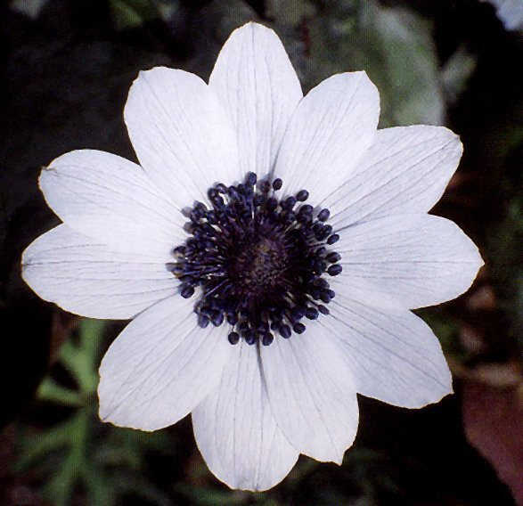 Anemone