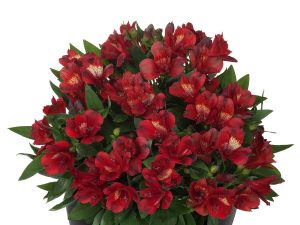 Alstroemeria Inticancha 'Doba'-0